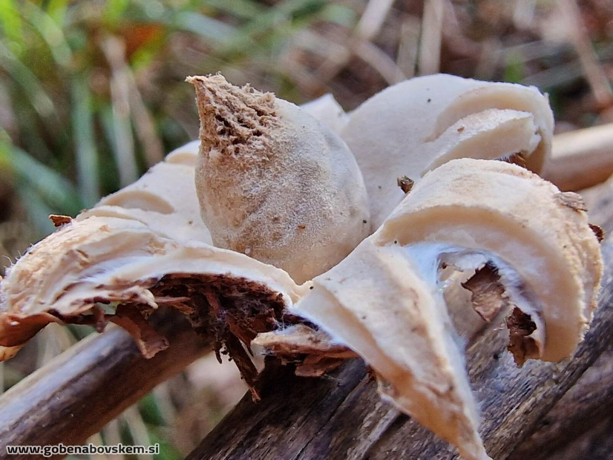 Geastrum elegans