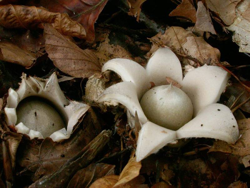 Geastrum fimbriatum