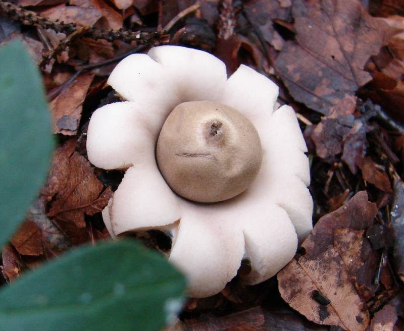 Geastrum fimbriatum