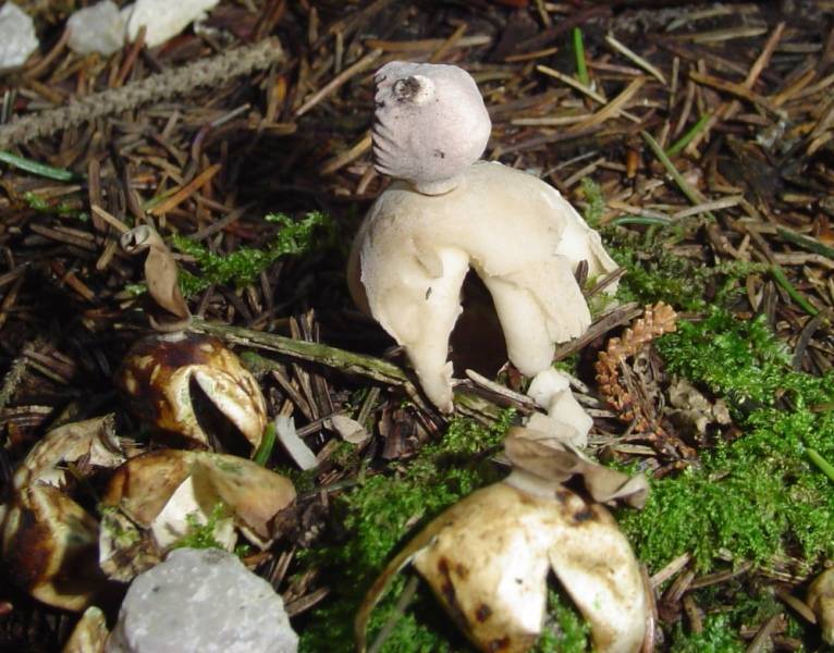 Geastrum quadrifidum