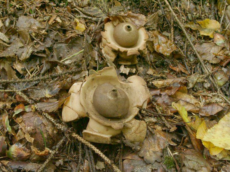 Geastrum triplex