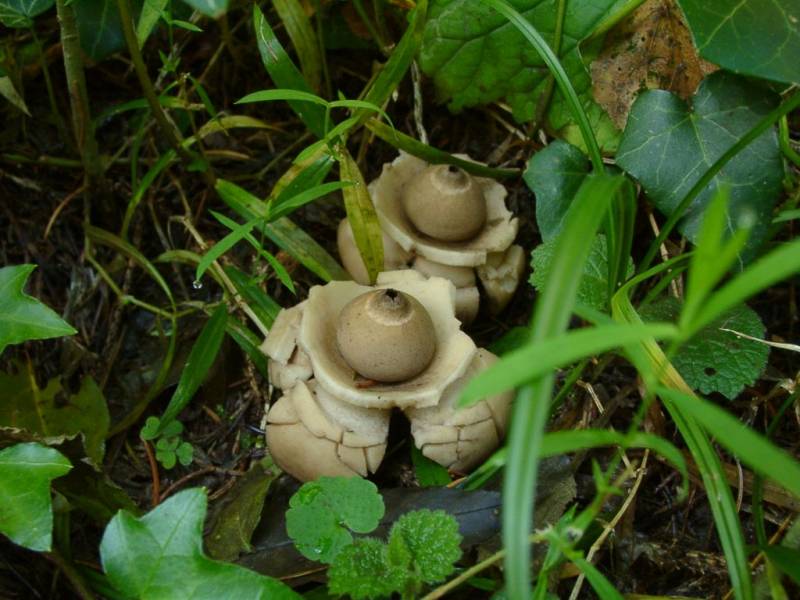 Geastrum triplex