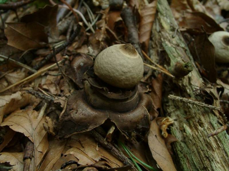 Geastrum triplex