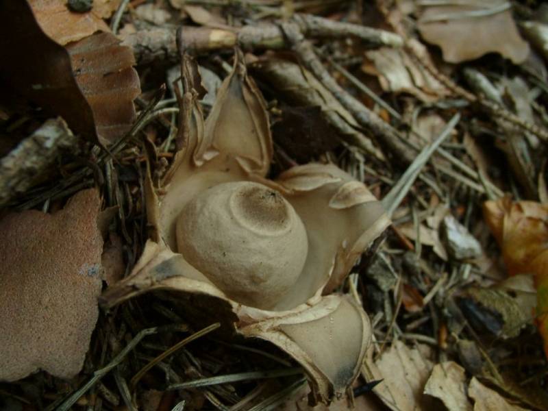 Geastrum triplex