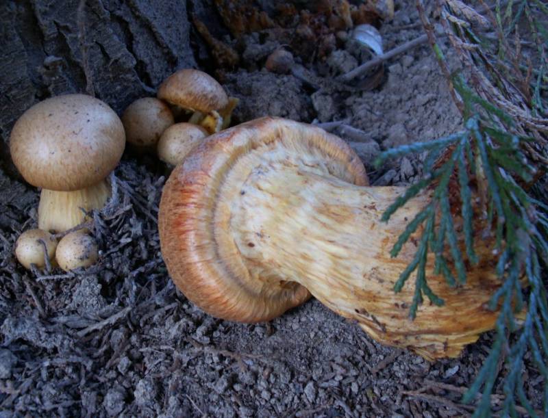 Gymnopilus junonius