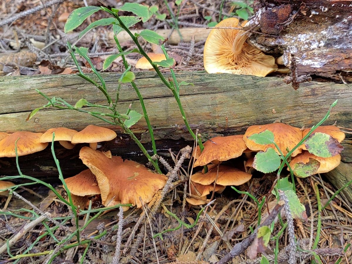 Gymnopilus penetrans