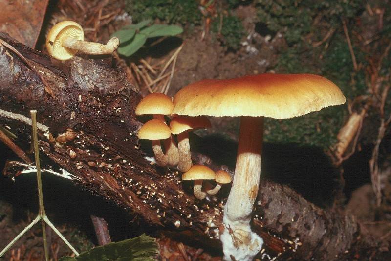 Gymnopilus penetrans