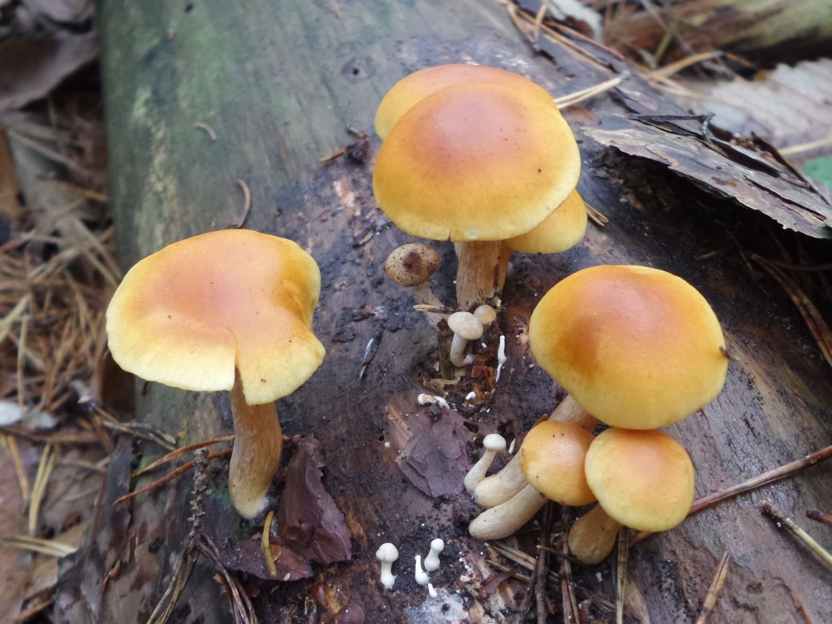 Gymnopilus sapineus