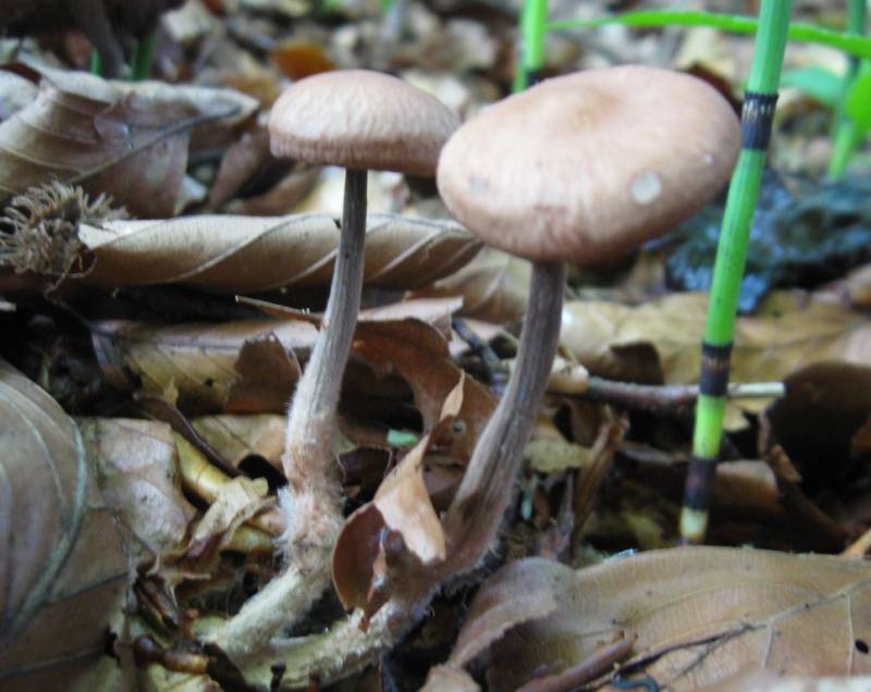 Gymnopus alkalivirens