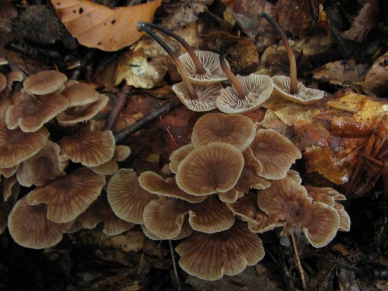 Gymnopus foetidus