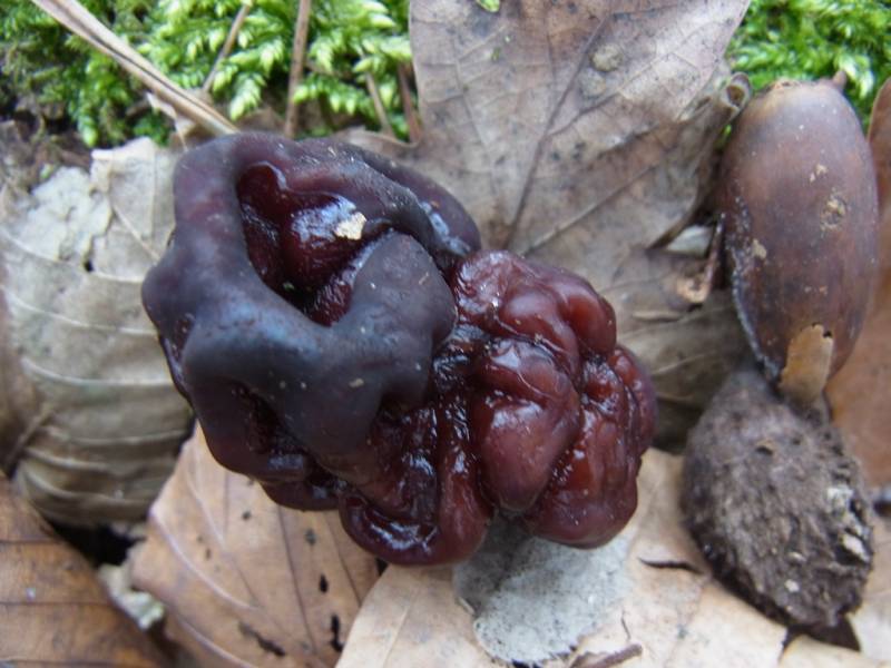 Gyromitra esculenta