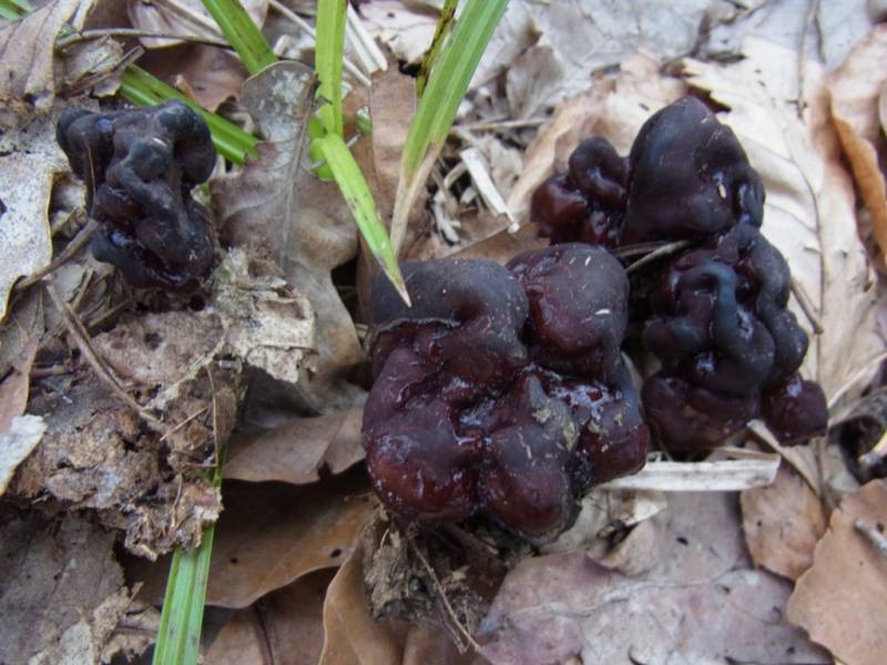 Gyromitra esculenta