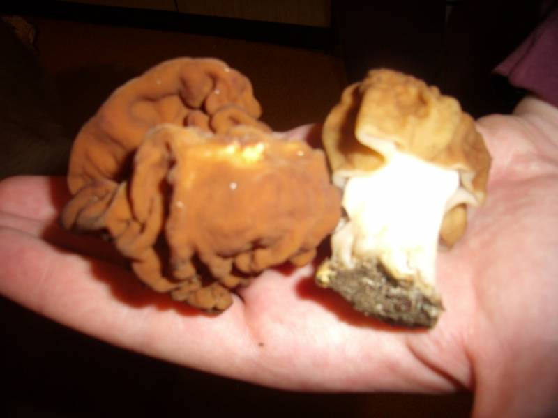 Gyromitra gigas