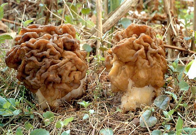 Gyromitra gigas