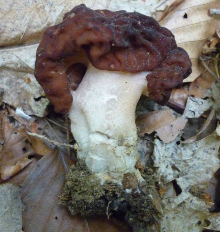 Gyromitra gigas