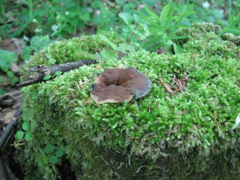 Gyromitra parma