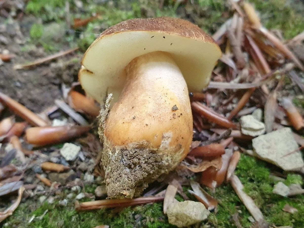 Gyroporus castaneus