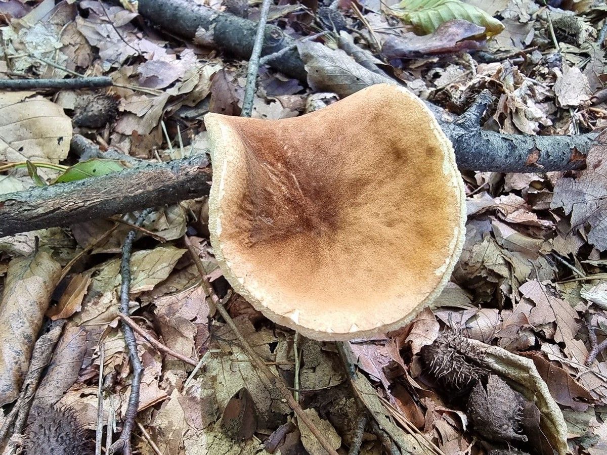 Gyroporus castaneus