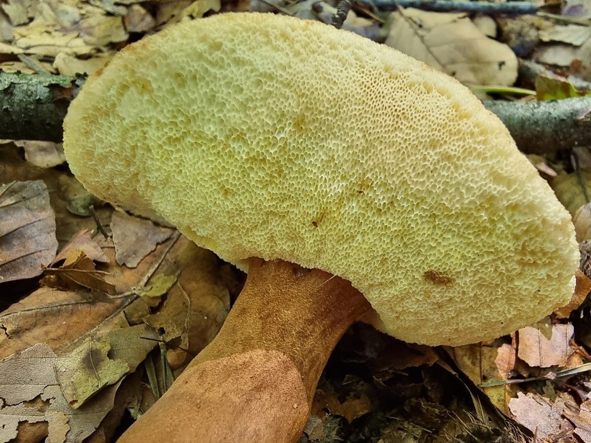 Gyroporus castaneus