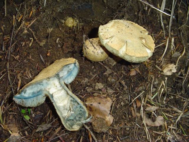 Gyroporus cyanescens