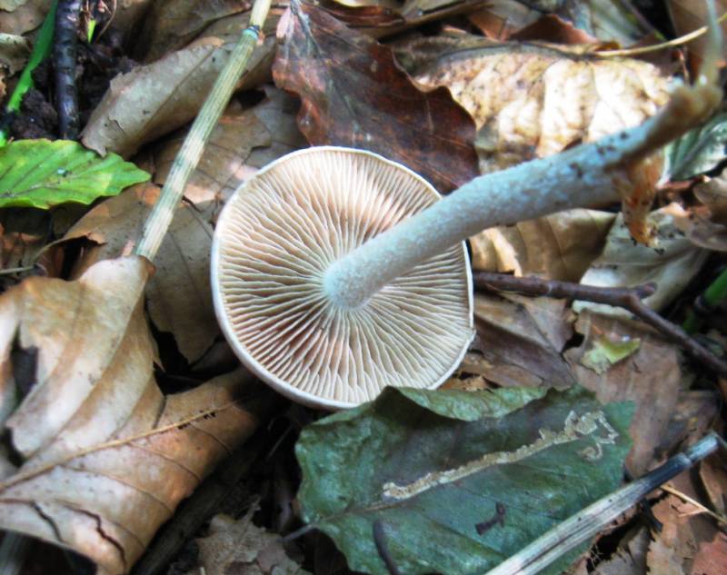 Hebeloma leucosarx