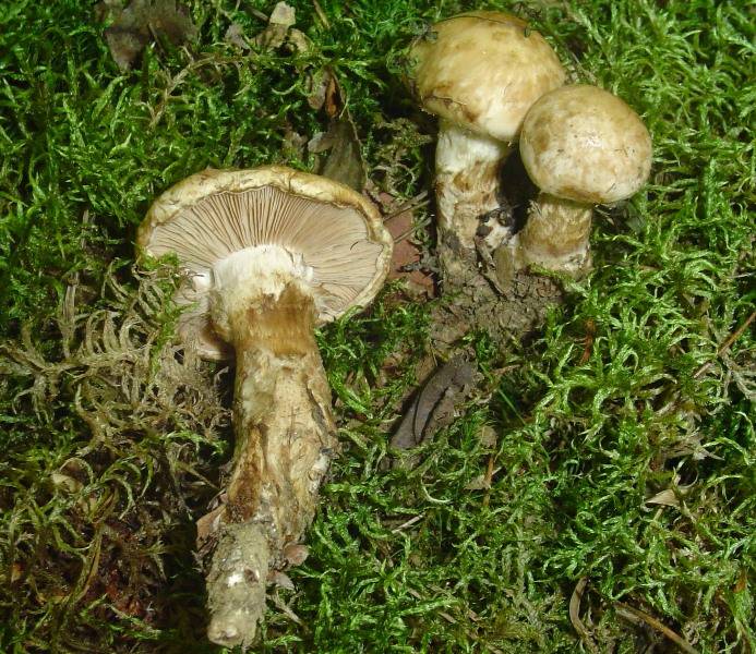 Hebeloma radicosum