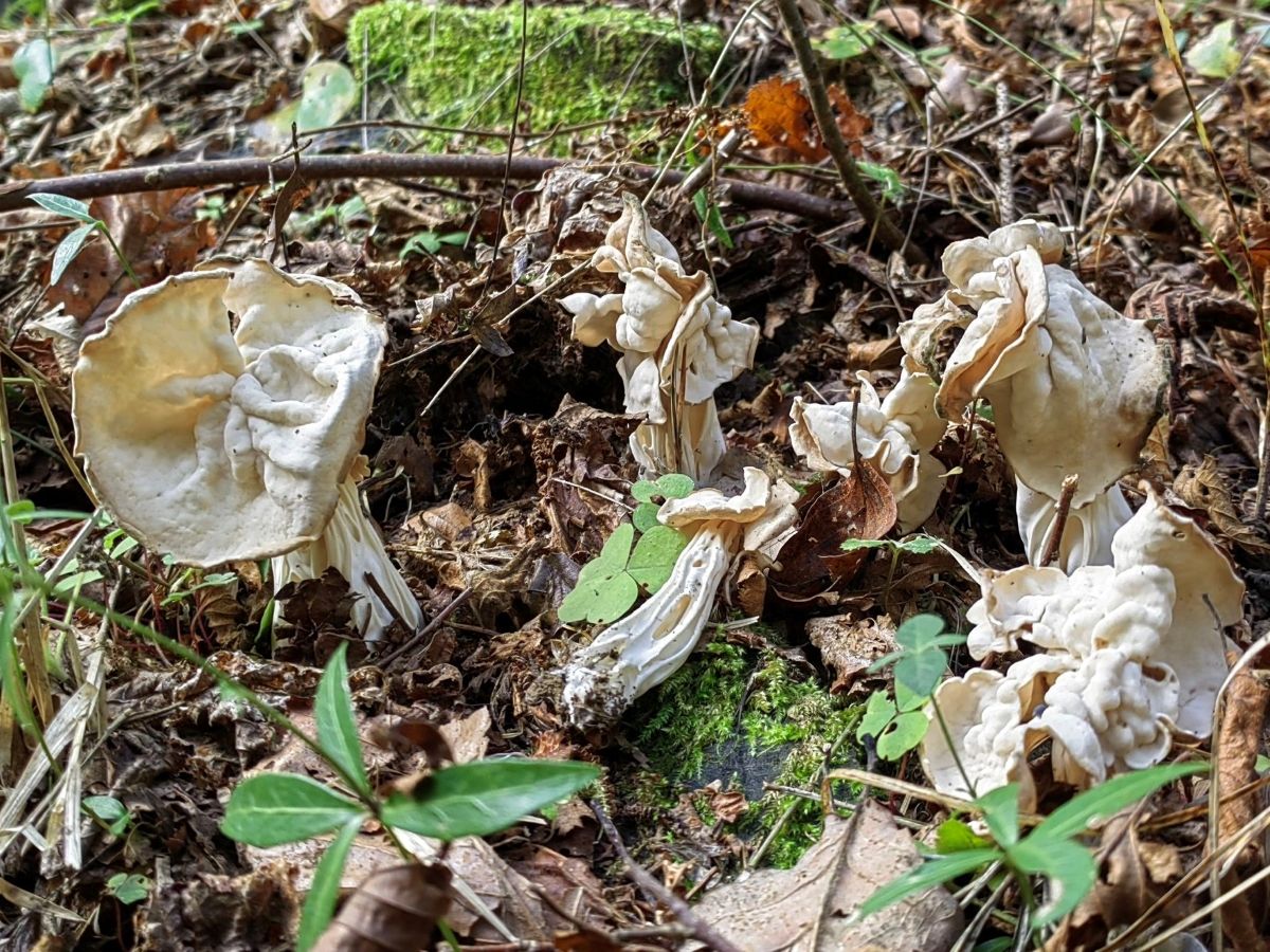 Helvella crispa