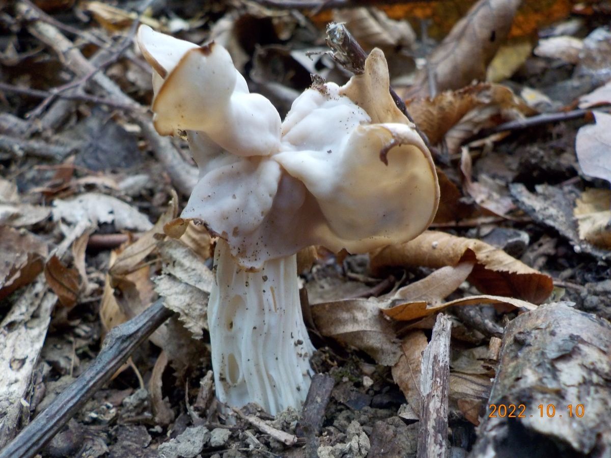 Helvella crispa