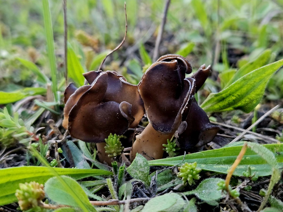 Helvella spadicea