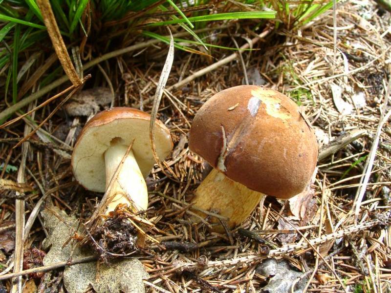 Hemileccinum impolitum