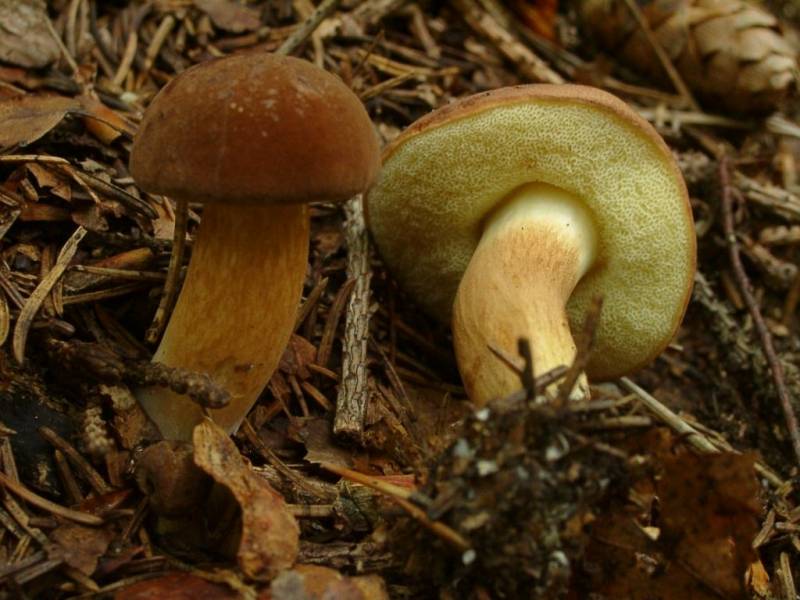 Hemileccinum impolitum