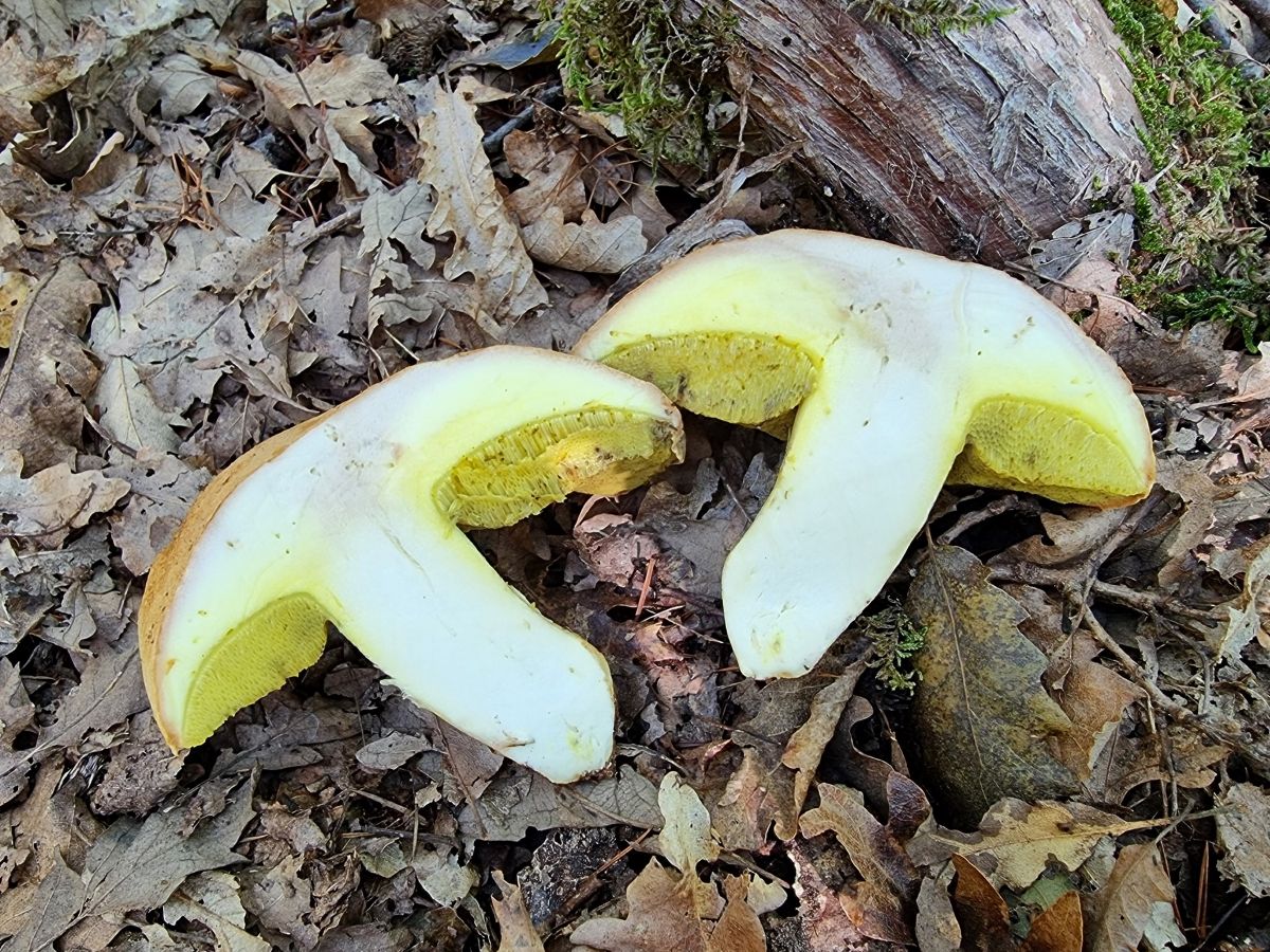 Hemileccinum impolitum