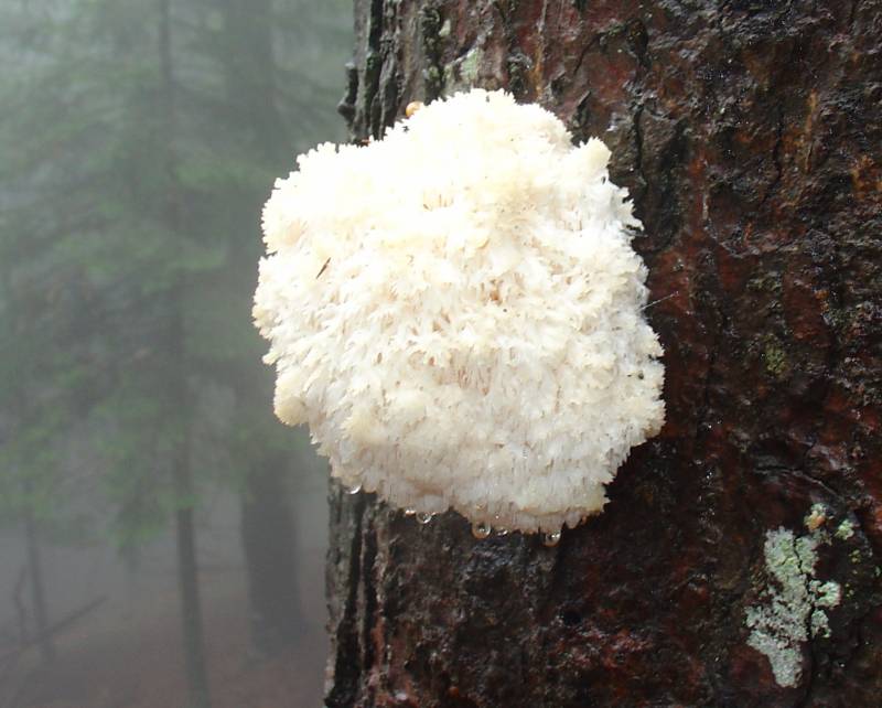 Hericium clathroides