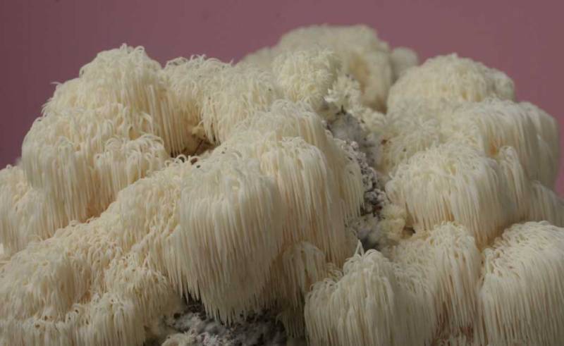 Hericium erinaceus