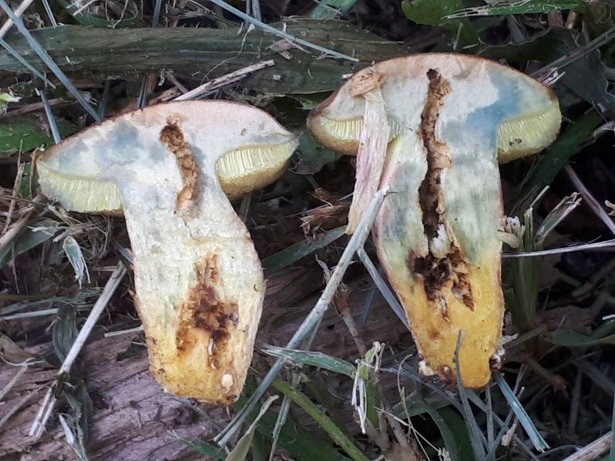 Hortiboletus bubalinus