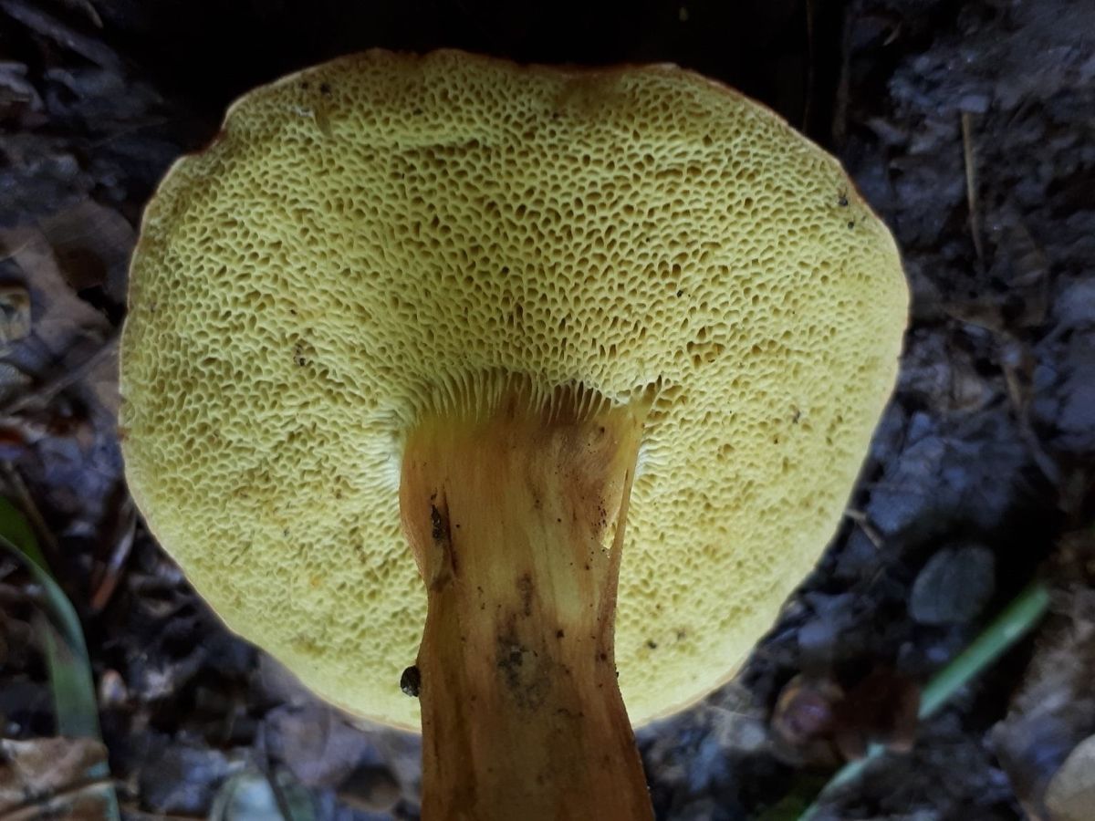 Hortiboletus engelii