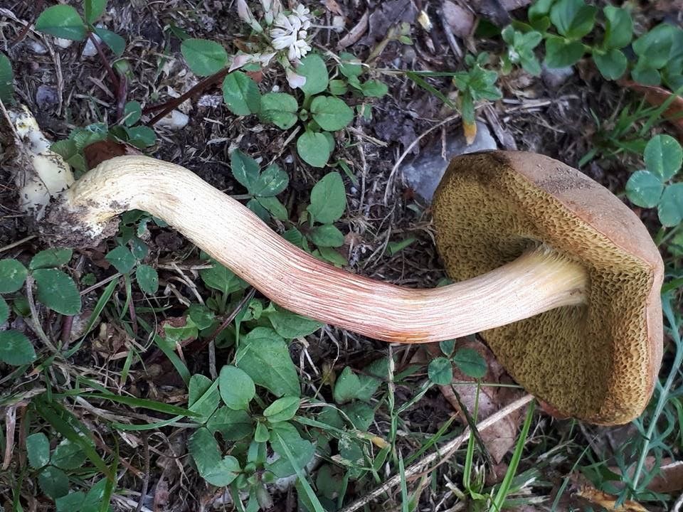 Hortiboletus engelii