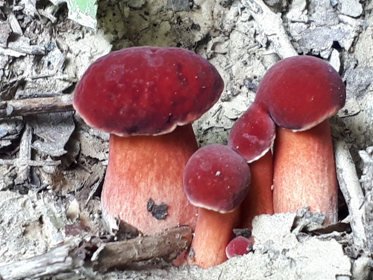 Hortiboletus rubellus