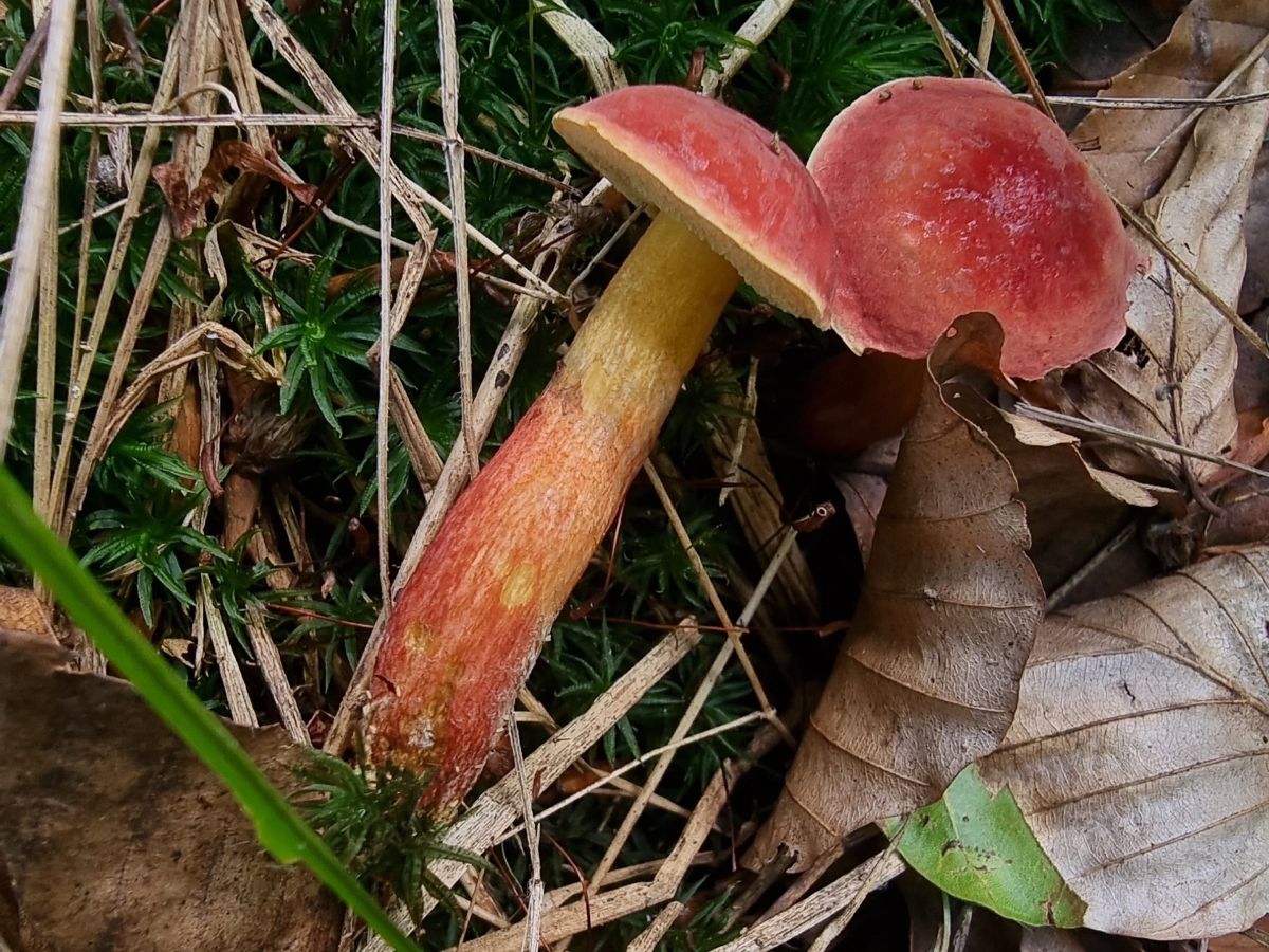 Hortiboletus rubellus