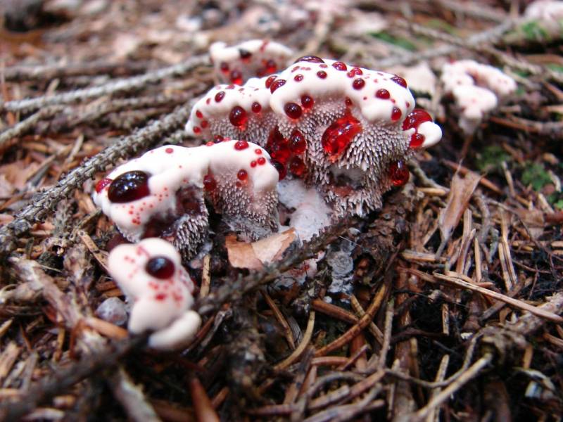 Hydnellum peckii