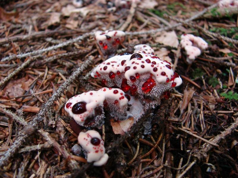 Hydnellum peckii