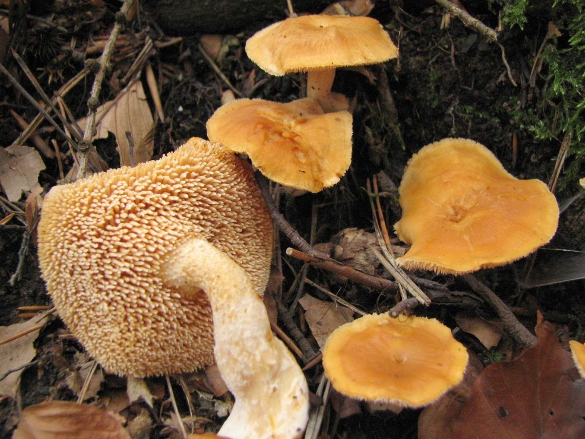 Hydnum rufescens