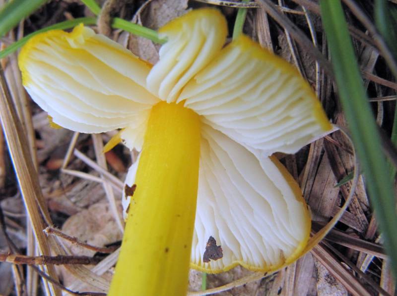 Hygrocybe acutoconica