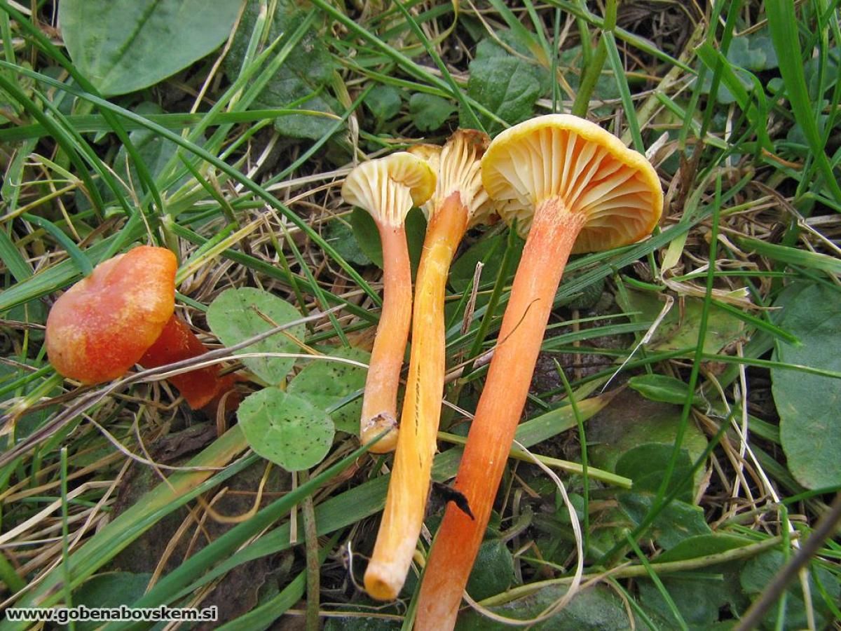 Hygrocybe cantharellus