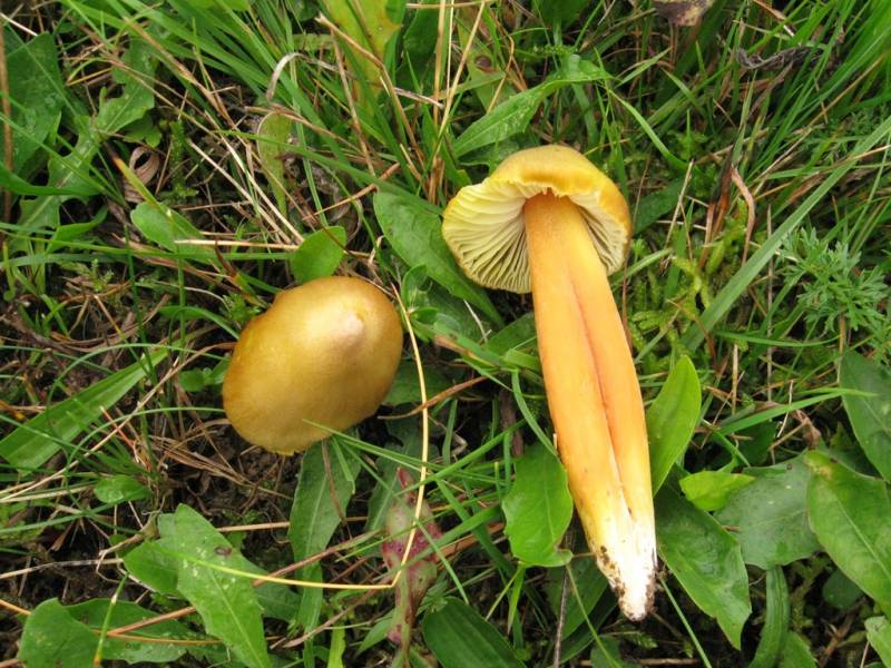 Hygrocybe citrinovirens