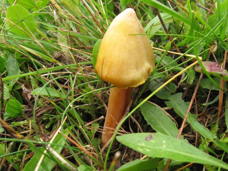 Hygrocybe citrinovirens