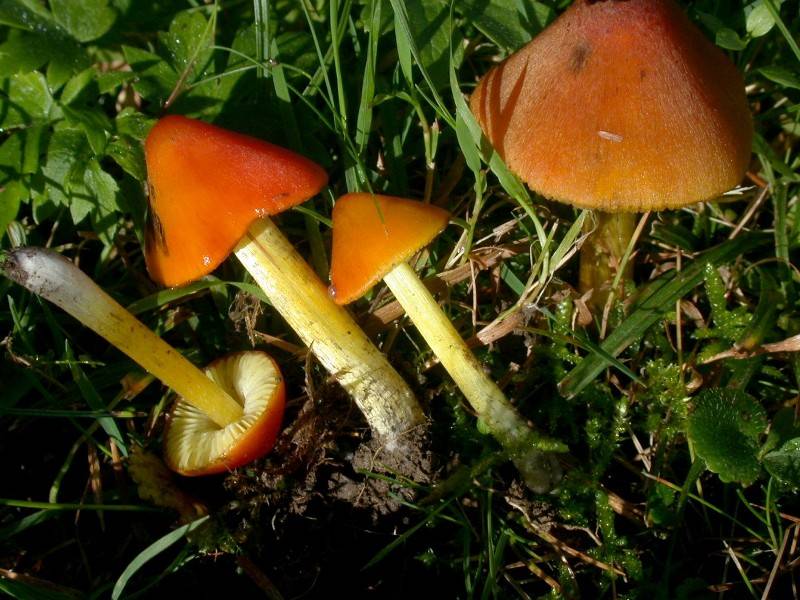 Hygrocybe conica