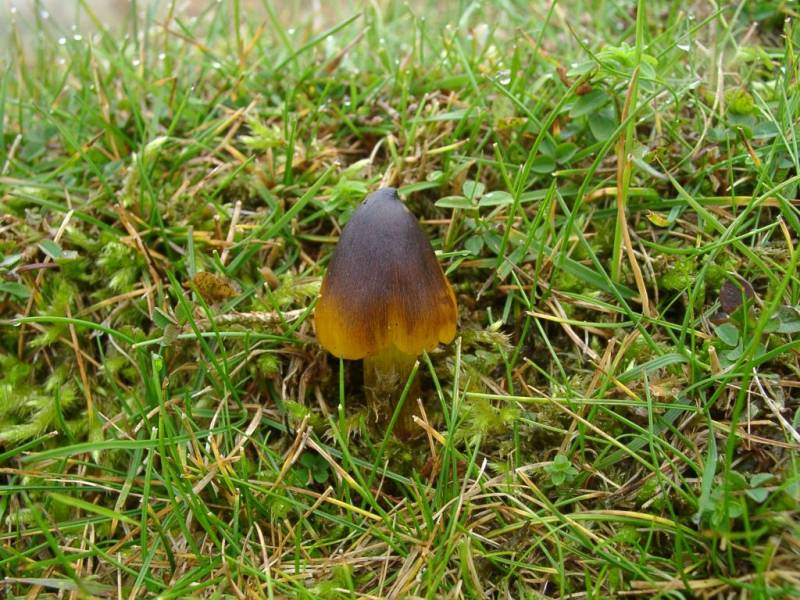 Hygrocybe conica