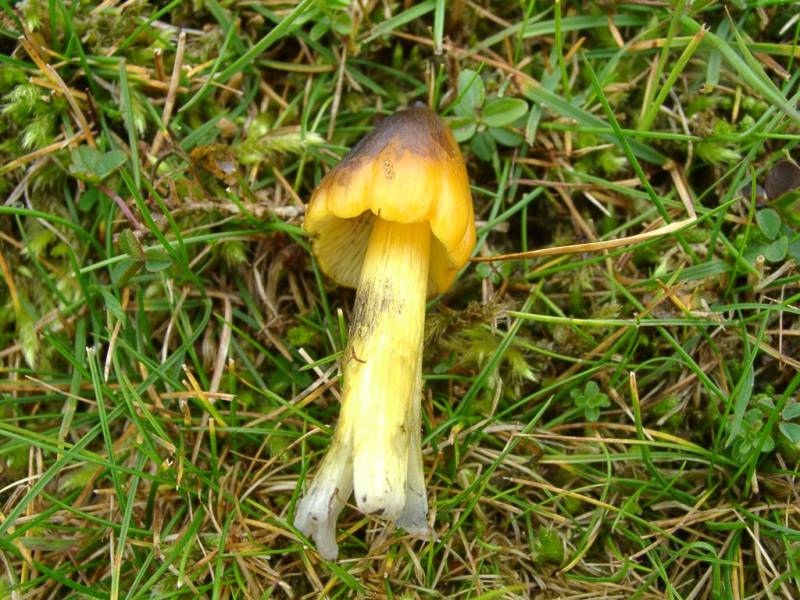 Hygrocybe conica