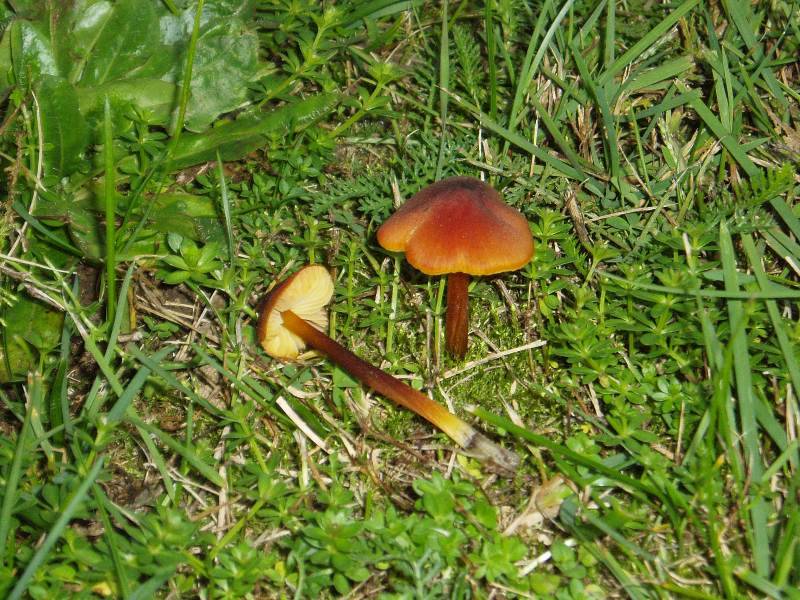 Hygrocybe conica